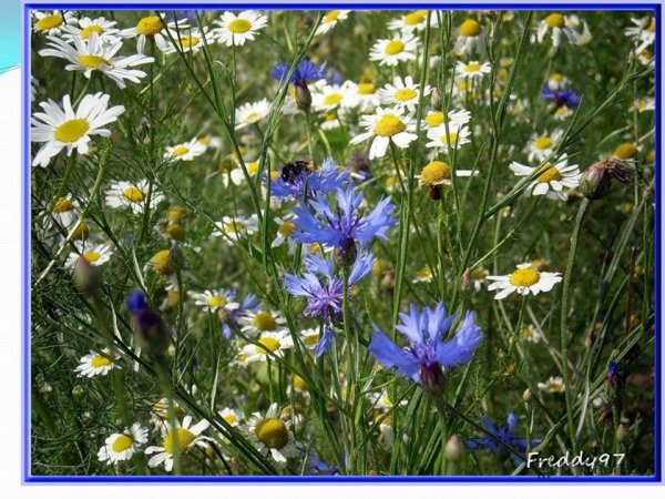 Ромашки васильки колокольчики полевые цветы