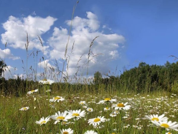 Родина ромашки