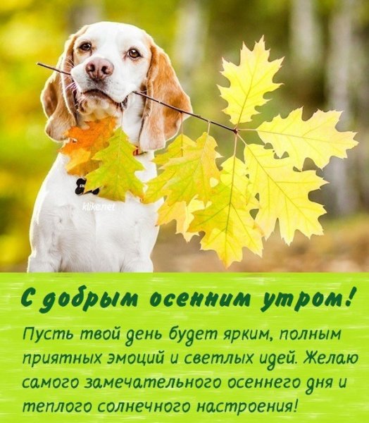 Хорошего осеннего денечка