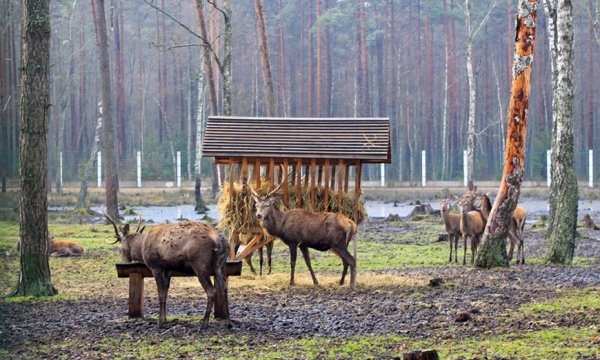 Минск Беловежская пуща
