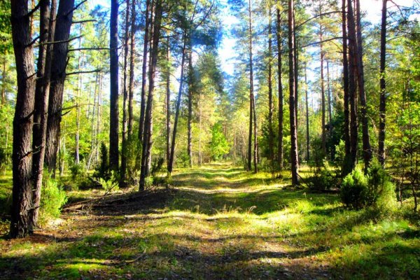 Белоруссия Беловежская пуща