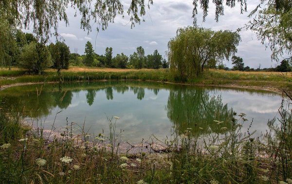 Водоём в поле