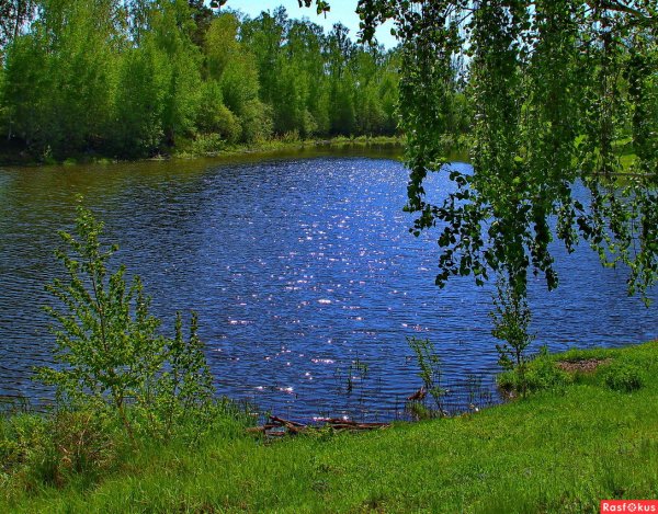 Озеро русское чистые пруды