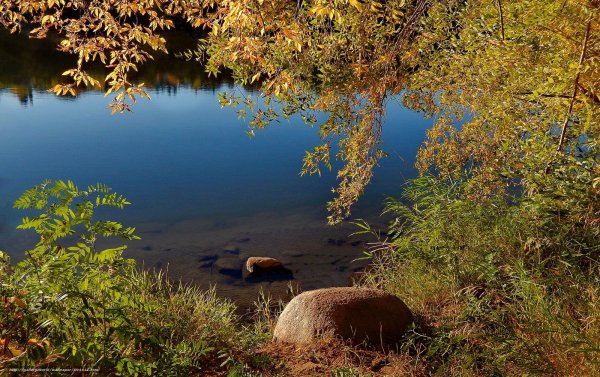 Маленькое озеро с деревом бесплатно