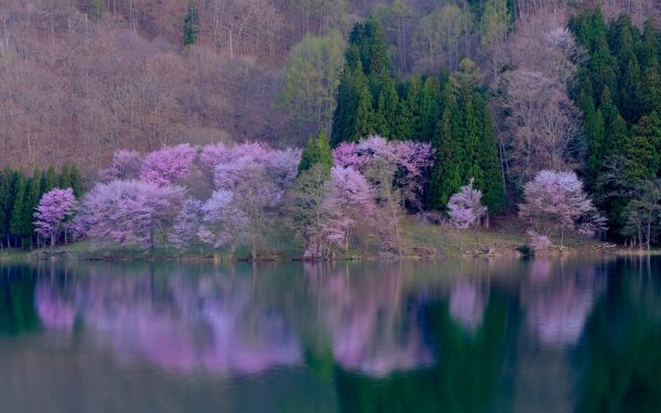 Розовый туман