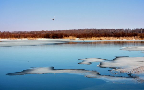 Весна лес озеро