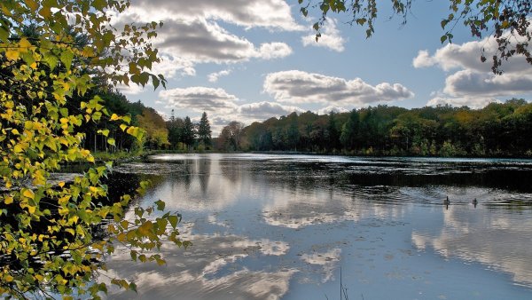 Тулиновка лес