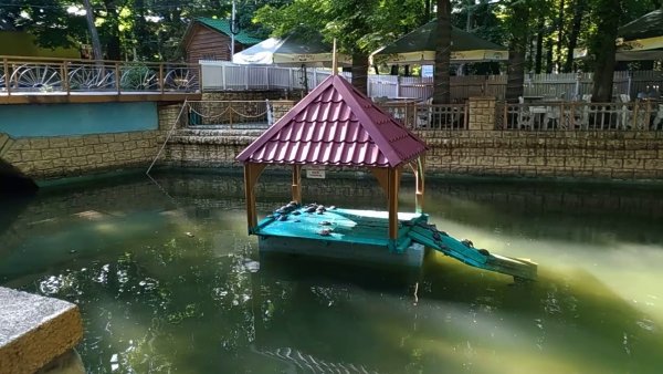 Центральный парк Ставрополь лебеди