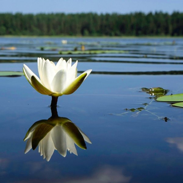 Ульяновск чёрное озеро кувшинки