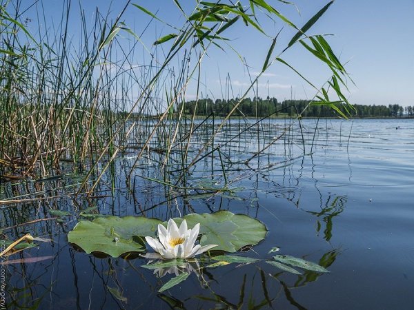 Озеро Карагайкуль кувшинки