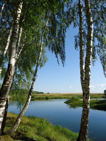 Озеро в лесу