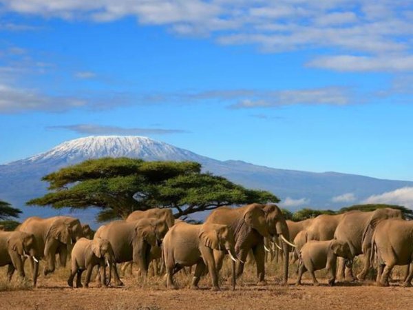 Сафари Килиманджаро
