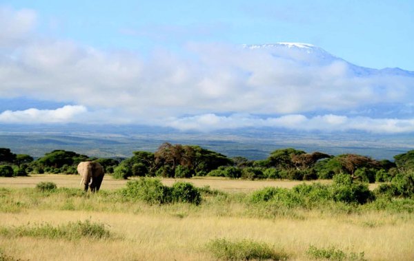 Килиманджаро, Камерун, Кения
