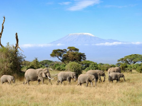 Национальный парк Африки Кения Амбосели