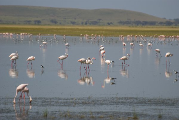 Парк Амбосели Кения