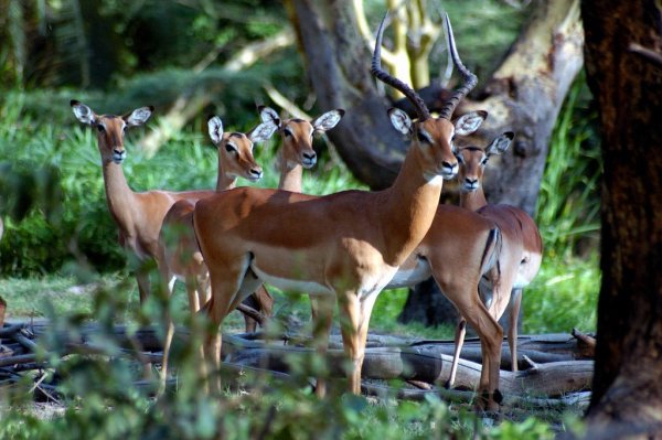 Национальный парк Амбосели антилопы
