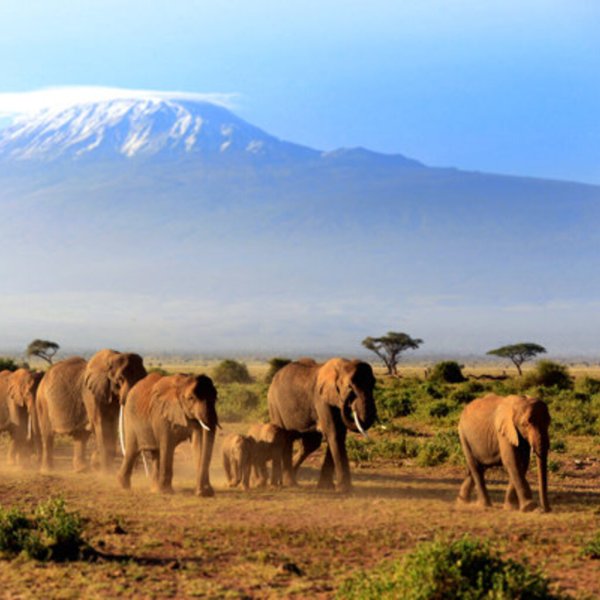 Африка Кения сафари