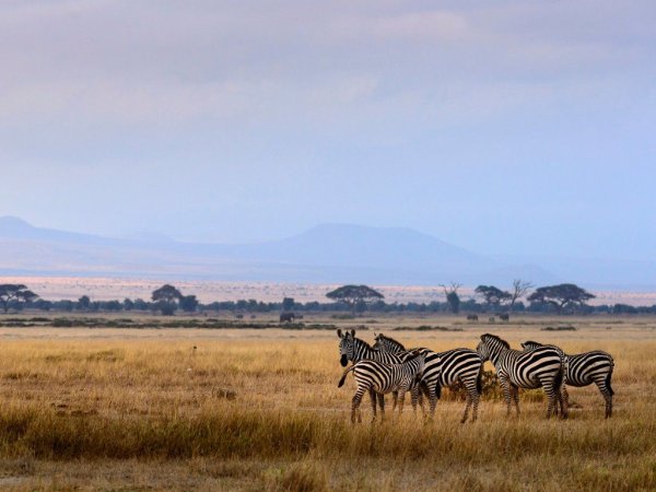 Национальный парк Эль-КУФ Зебра