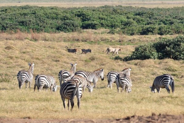 Национальный парк Килиманджаро животные