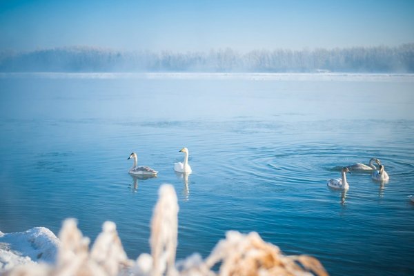 Лебединое озеро Бийск
