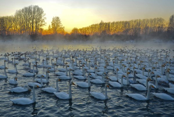 Озеро Лебединое Сосновский район