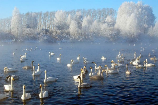 Лебединый заказник озеро светлое