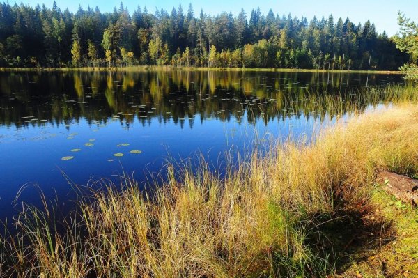 Озеро светленькое Вишневогорск