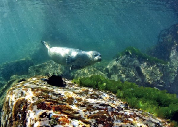 Морские обитатели озера Байкал