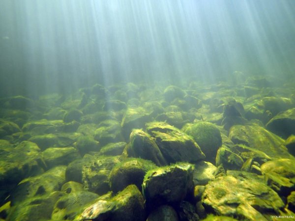 Водоросли диатомеи Телецкого озера