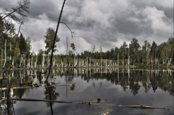Страшное озеро в лесу