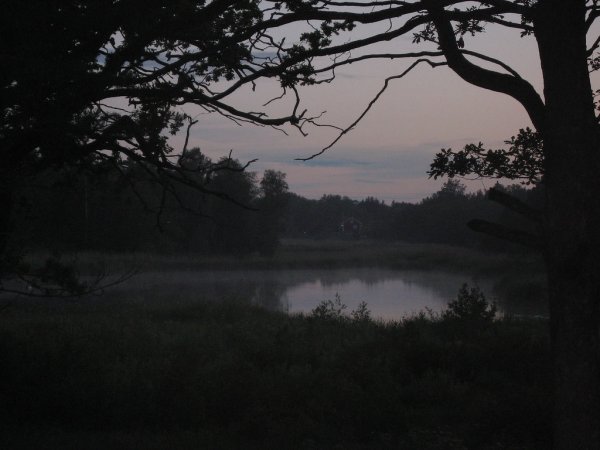 Мрачный пруд в лесу