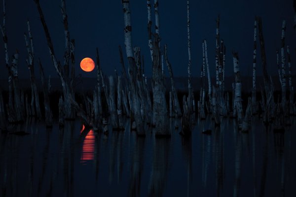 Болота ночью