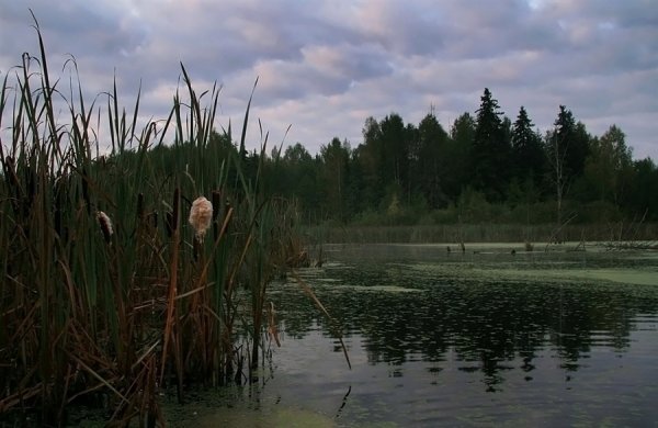 Болотная Топь Эстетика