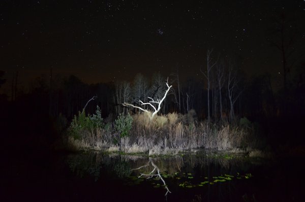 Ночное болото