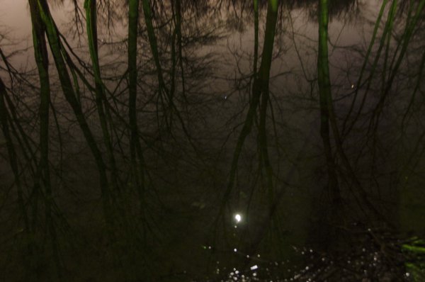 Ночное болото