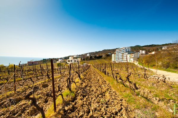 Ялта виноградники