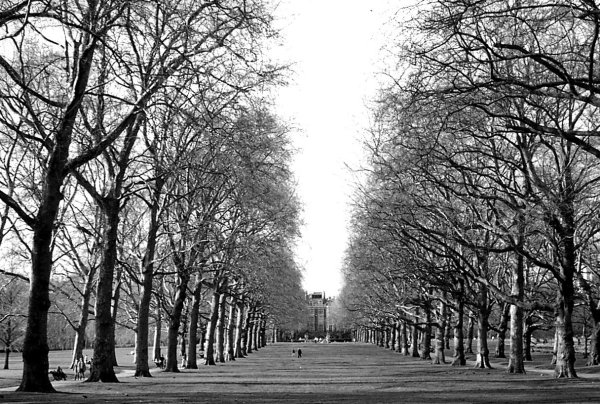 Белые аллеи