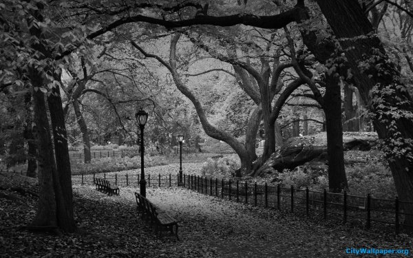 Парк черно белый
