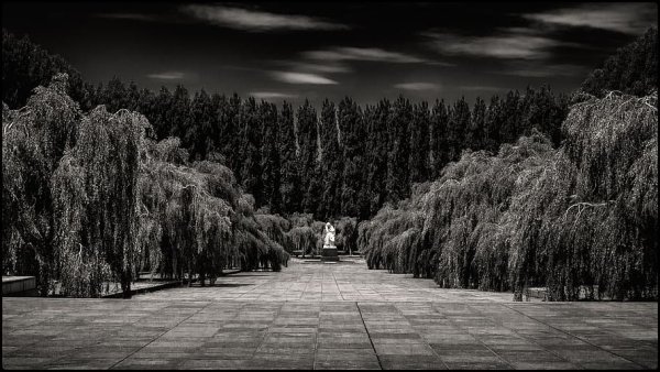 Черный фон парк