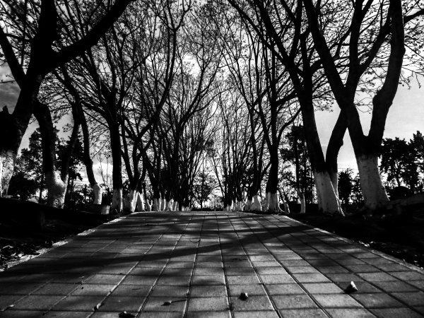 Осень в черно белых тонах