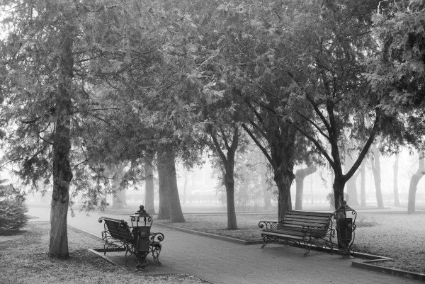 Пейзаж парк черно белый