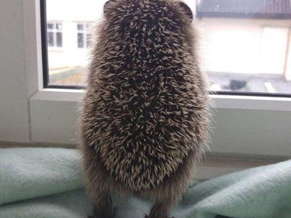 Ежик обиделся