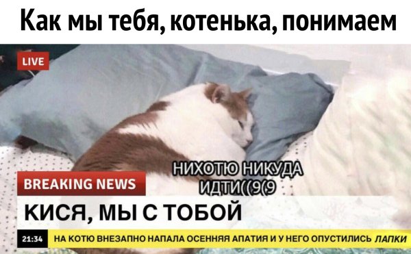 Breaking News коты