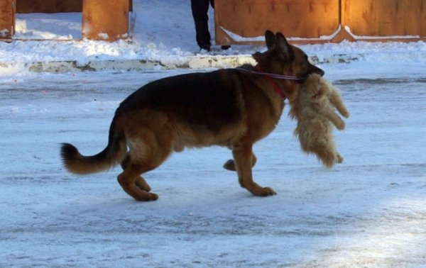 Собака несет кота в зубах