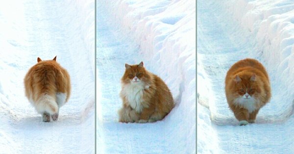 Злые вы уйду я от вас