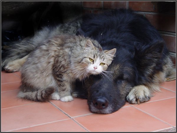 Кошки животные с надписями