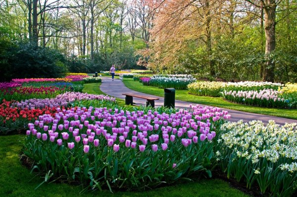 Keukenhof Gardens Нидерланды