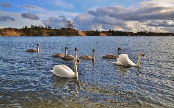 Лебедушка Лебединое озеро