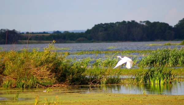 Август озеро птицы