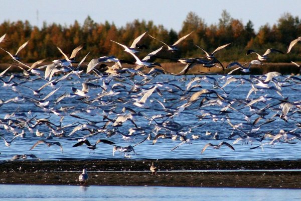 Озеро ханка Плавни